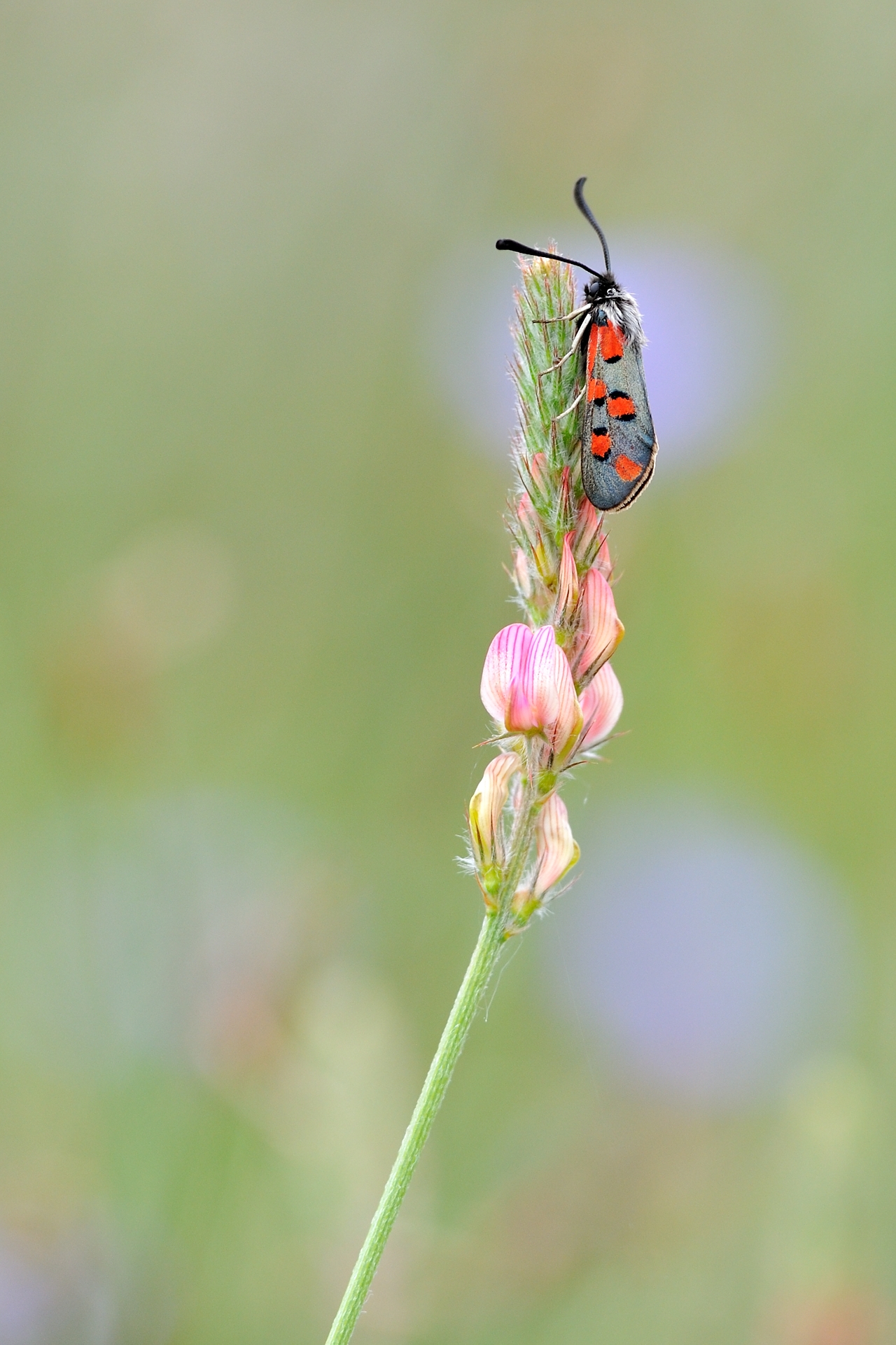 CHRISTIAN DECOLLEWAERT